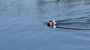 Тюлени. Видео.