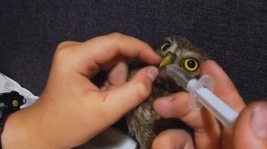 Сыч Домовый