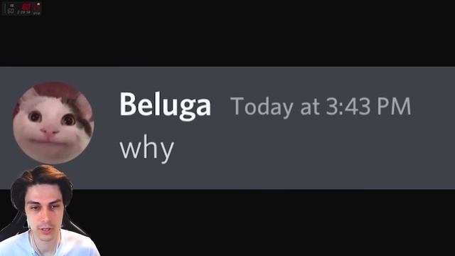 КОТИК БЕЛУГА - КОРОЛЬ МАЙНКРАФТА, ЮТУБА, РОБЛОКСА ! - If Beluga owned Minecraft - Youtube - Roblox