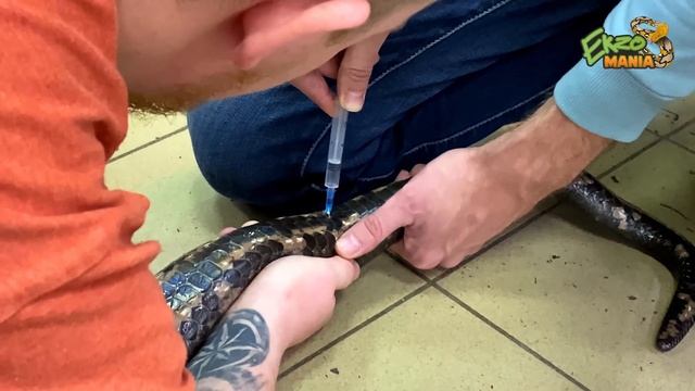 ТРОЕ МУЖИКОВ ДУШАТ ПИТОНА / БЕРЕМ АНАЛИЗЫ У BIG MAMA смотреть онлайн