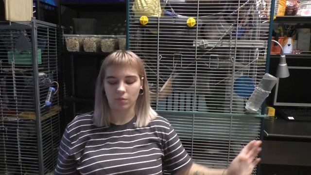 ОТВЕТЫ НА ВОПРОСЫ ПРО КРЫС (и про полезности) + НОВЫЙ ПИТОМЕЦ! смотреть онлайн