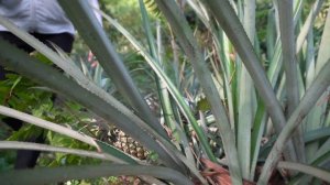 Harvest Pineapple And Goes To The Market Sell - Green Forest Farm, Free Bushcraft Build Garden