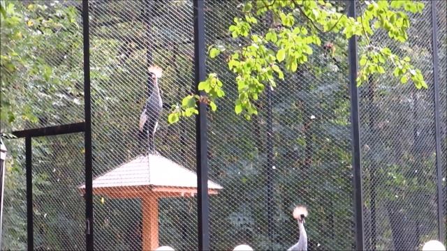 Венценосные журавли 15.09.2022 смотреть онлайн