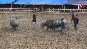 Penton vs Kampa Crusher / Tedong Silaga Arena Lewangan (Full Fight)