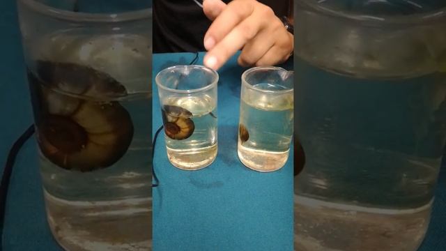 #shorts Улитка катушка и улитка прудовик дышат легкими! смотреть онлайн