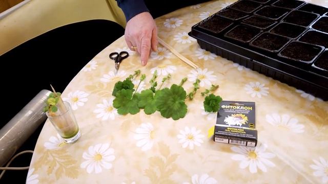 Герань - 2 в 1. Прищипывание герани. смотреть онлайн