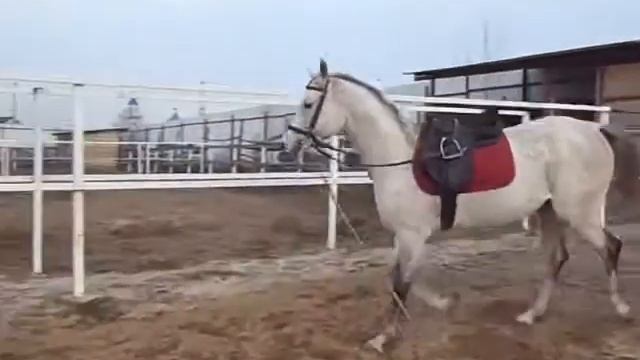 Арабский жеребец Адамус