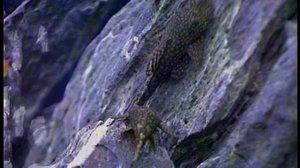 Аквариумные растения