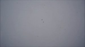 Голуби СВГ Сапон Михаила. Донецк. Тренировка поздних и не только. Декабрь 2021г