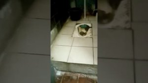 Фрэнк Дюваль