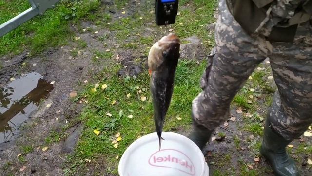 Рыбалка в Карелии. Ловля щуки и окуня на спиннинг. Медвежьегорский район. смотреть онлайн
