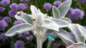 Чистец шерстистый (stachys) ? шерстистый чистец обзор: как сажать, саженцы чистеца