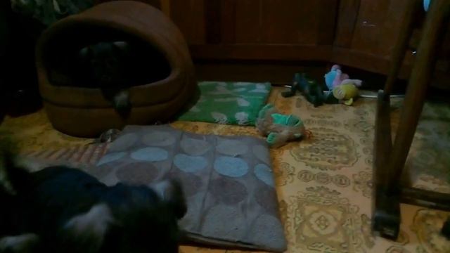 щенули цвергшнауцера 6 недель