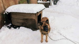 Собака не заходила в будку и спала на снегу. Заглянув внутрь, хозяин закричал от страха!