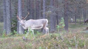 A big deer near Kuusamo. Большой олень около Куусамо.