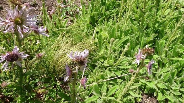 Беркея пурпурная  (лат. Berkheya purpurea), Ботанический сад Орхус 27 июля 2022, Дания