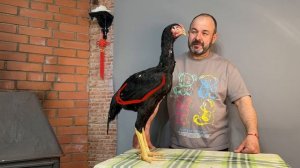 петух КУЛАНГ