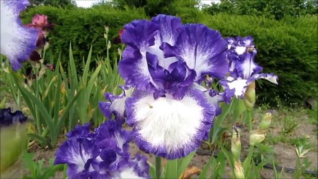 Ирис бородатый Американ Классик (American Classic)