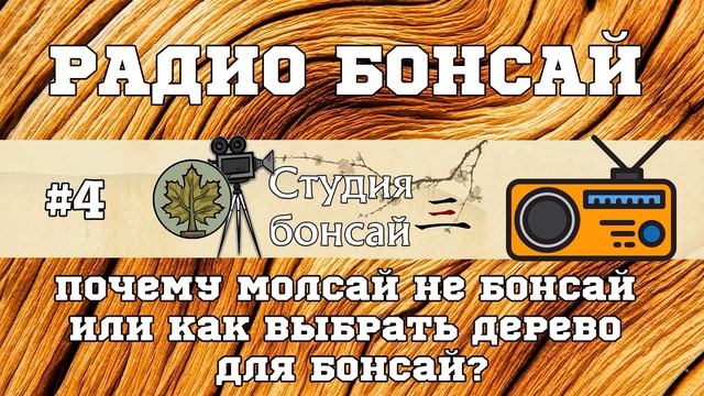 Почему моллсай не бонсай / как выбрать дерево для бонсай / подкаст - Павел Горбачев @Studio.Bonsai смотреть онлайн