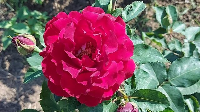 Роза Hommage a Barbara ( ОМАЖ а БАРБАРА) , первое цветение. смотреть онлайн