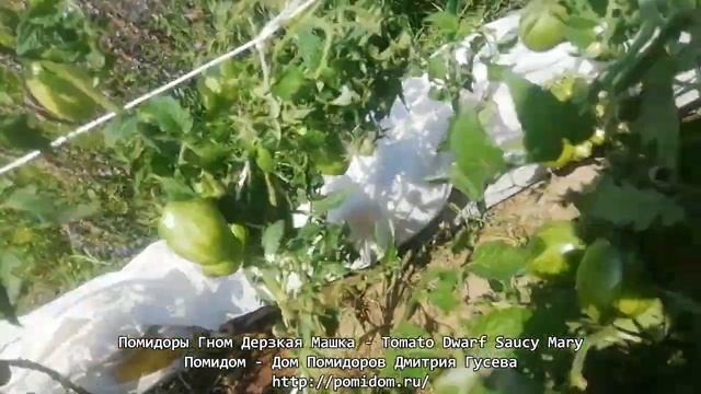 Помидоры Гном Дерзкая Машка — Tomato Dwarf Saucy Mary. Дом Помидоров - Помидом Дмитрия Гусева смотреть онлайн