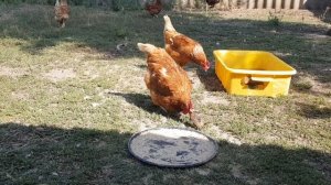Куры поймали воробья и отнесли петуху!