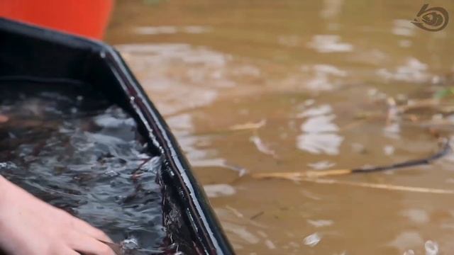 Карп, толстолобик, белый амур, караси и сазаны!!! смотреть онлайн