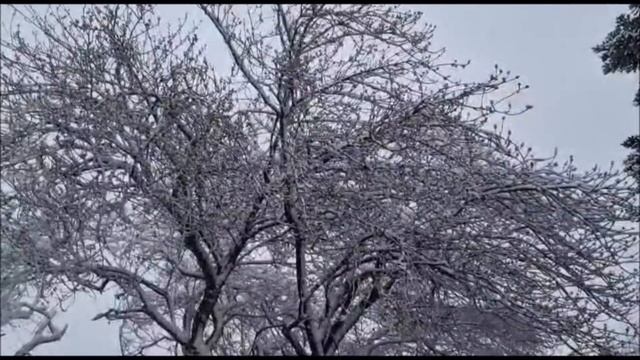 К нам вернулась зима!Сгегопад на севере Германии! смотреть онлайн