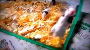 японские карликовые мыши танцующий мышонок