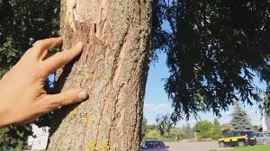 Дуб черешчатый рассеченолистный. Сбор, посадка, уход и формирование