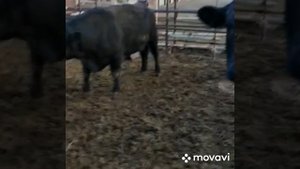 порода абердин-ангус племенные быки