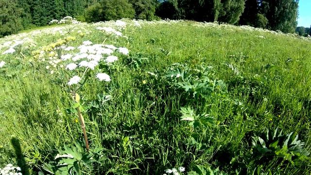 Сибирское лето - июль. смотреть онлайн