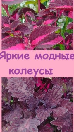 Почему КОЛЕУСЫ занимают так много места на моих клумбах? Показываю!