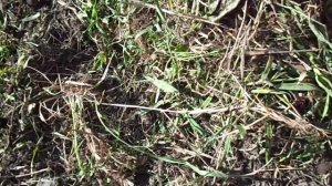 Удаляем пырей с участка.  Обзор работы в мае 2020 г.