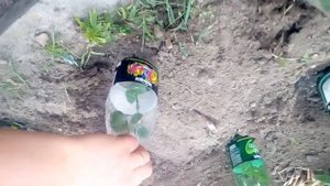 Посадка роз под бутылку