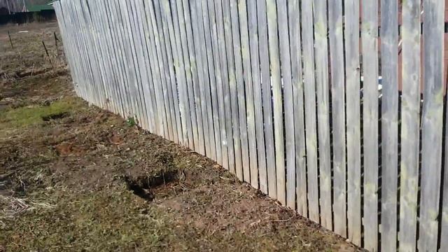 Виноград в ландшафтном дизайне в Подмосковье смотреть онлайн