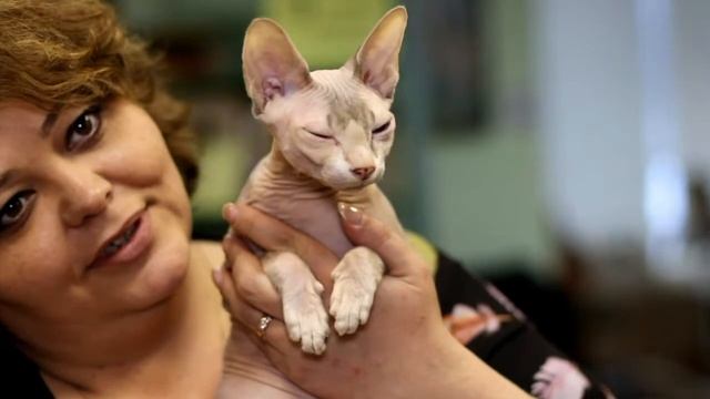 Кто производитель, а кто изготовитель породистых котят.