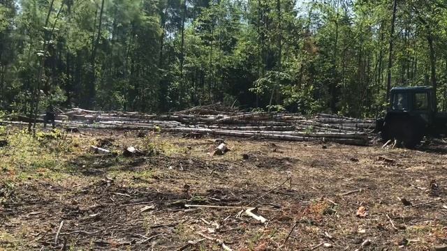 Заготовка древесины