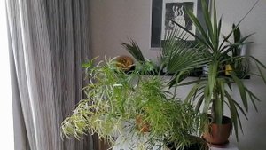 ОБЗОР РАСТЕНИЙ крупномеры