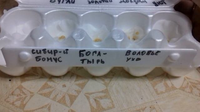 Бюджетный проращиватель семян .