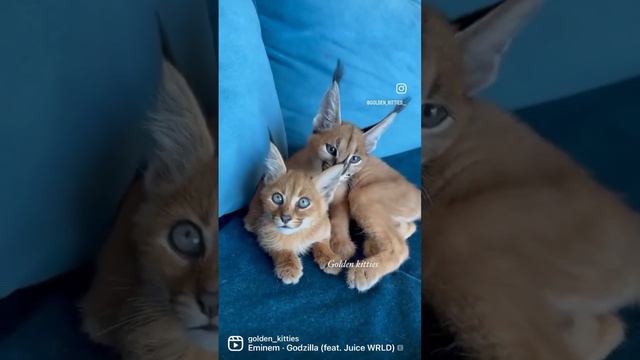 Сможете отличить каракета от каракала? #caracal #cats #каракал #каракет #cat