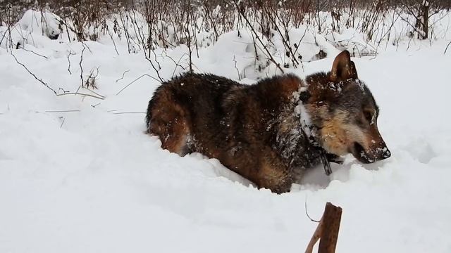 Девушка и волк смотреть онлайн