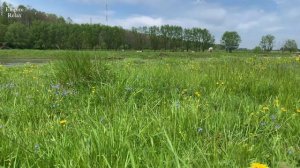 Звуки Природы: Утреннее Пение Полевых Птиц, Атмосфера Деревни и Лета.