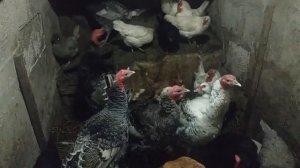 Содержание коз в нашем домашнем хозяйстве. Доение козы. Немного о запуске коз. Зимний выгул.