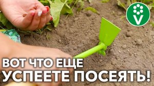 ОБЯЗАТЕЛЬНО ПОСЕЙТЕ ЭТО ПОСЛЕ ЛУКА И ЧЕСНОКА! Не только сидераты, но и овощи!