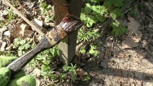 На пасеке рыжие лесные муравьи, что делать