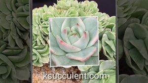 Succulents Fair Korea,   how to buy rare Korean succulents directly.