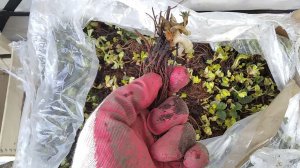 Сколько реально может храниться рассада клубники фриго без холодильника!