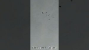 ГОЛУБИ  ИРАНЦЫ ТАКЛЫ АРМЯНСКИЙ  КУДУЛИ И ДРУГИЕ  ГОЛУБИ  РАХИМЖОНА Pigeons