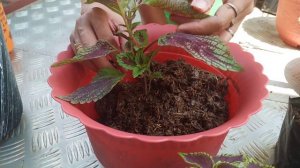 Repotting my rare Mayana in my garden,Care and tips of Mayana/Coleus plants